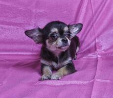 chihuahua puppy hond foto