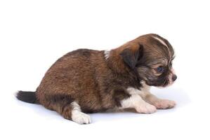 grappig puppy chihuahua poses foto