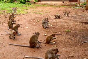 aap op jungle van thailand foto