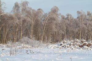 prachtig winterbos foto