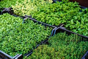 groen zaailingen in pot voor uitverkoop Bij boer markt. foto