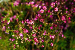 veld van kleine roze bloemen foto