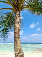 visie door palm bomen naar een droom strand in de Maldiven met de turkoois blauw wateren van de oceaan. foto