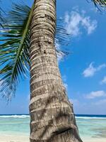 palm bomen Aan de mooi stranden van de Indisch oceaan in de Maldiven. foto