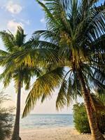 palm bomen Aan de mooi stranden van de Indisch oceaan in de Maldiven. foto