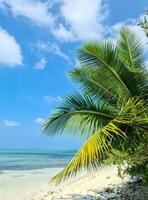 visie door palm bomen naar een droom strand in de Maldiven met de turkoois blauw wateren van de oceaan. foto