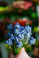 hand- Holding een bundel van blauw bloemen foto