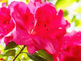 rododendron bloemen bloesems in voorjaar foto