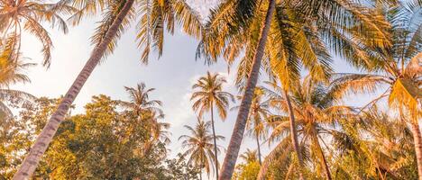 romantisch gevoel van tropisch palm boom zonlicht Aan lucht achtergrond. buitenshuis zonsondergang exotisch gebladerte, detailopname natuur landschap. kokosnoot palm bomen en schijnend zonsopkomst over- helder lucht. zomer inspireren natuur foto