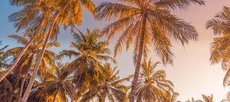 zomer vakantie spandoek. romantisch gevoel van tropisch palm boom zonlicht Aan lucht achtergrond. buitenshuis zonsondergang exotisch gebladerte detailopname natuur landschap. kokosnoot palm bomen schijnend zon over- helder lucht panorama foto