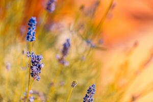 geweldig detailopname bloemen panorama. verbazingwekkend zomer wazig landschap van bloeiend lavendel bloemen, vredig zonsondergang visie, landbouw toneel. mooi natuur dromerig achtergrond, inspireren gelukkig meditatie foto