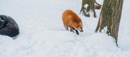 schattig vos Aan sneeuw in winter seizoen Bij zao vos dorp, miyagi prefectuur, Japan. mijlpaal en populair voor toeristen attractie in de buurt sturen, tohoku regio, Japan. reizen en vakantie concept foto