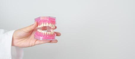 tandarts met tand anatomie model. mondeling tanden en ziekte, schrapen uit tandsteen. maart mondeling Gezondheid, tandarts dag, false tanden. kiespijn en kinderen tandheelkundig Gezondheid maand en orthodontisch Gezondheid dag foto