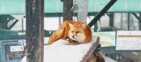 schattig vos Aan sneeuw in winter seizoen Bij zao vos dorp, miyagi prefectuur, Japan. mijlpaal en populair voor toeristen attractie in de buurt sturen, tohoku regio, Japan. reizen en vakantie concept foto