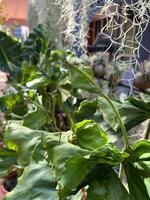 weelderig groen reusachtig taro fabriek in een tropisch tuin foto