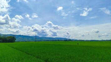 mooi rijst- veld- of rijstveld veld- landschap met blauw lucht wolk foto
