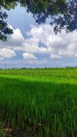 mooi landschap van rijst- veld- of rijstveld veld- met cloudscape en blauw lucht foto
