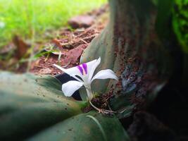 kant visie van groeit bloem knop foto