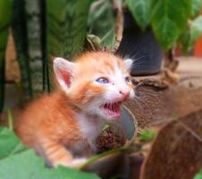 haard breken afbeeldingen van kittens huilen voor hun verloren moeder foto