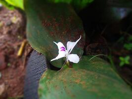 top visie van groeit bloem knop foto