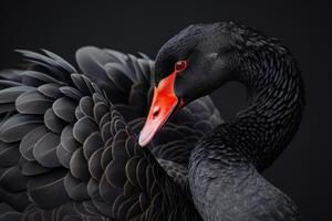 ai gegenereerd zwart zwaan Aan zwart achtergrond. mooi west Australisch zwart zwaan. foto