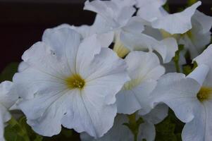 wit petunia bloemen in zomer. mooi bloemen natuurlijk achtergrond. foto