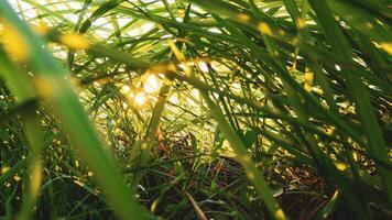 mooi visie van wild gras Bij zonsopkomst foto