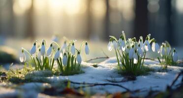 ai gegenereerd sneeuwklokjes groeit in een besneeuwd veld- foto