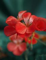 voorjaar bloemen detailopname foto