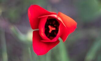 binnen een rood tulp met een geel centrum, bloemblaadjes en stuifmeel. detailopname van de binnen van een rood tulp. bloemen achtergrond. natuur. selectief Ondiep focus. macro. foto