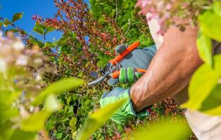 tuinman trimmen takken binnen een tuin foto