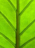 een alocasia machrorhiza foto