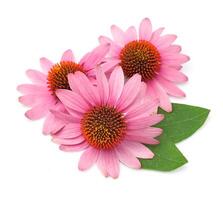 echinacea bloemen Aan wit achtergronden foto