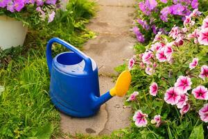 boerderij arbeider tuinieren hulpmiddelen. blauw plastic gieter kan voor irrigatie planten geplaatst in tuin met bloemen Aan bloembed en bloempot Aan zonnig zomer dag. tuinieren hobby landbouw concept foto