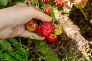 tuinieren en landbouw concept. vrouw boerderij arbeider hand- oogsten rood rijp aardbei in tuin. vrouw plukken aardbeien BES fruit in veld- boerderij. eco gezond biologisch huis gegroeid voedsel concept foto