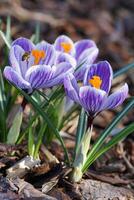 krokus, bloemen van de voorjaar foto