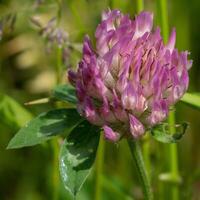 rood Klaver, trifolium pratense foto