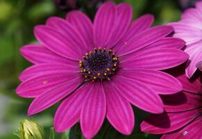 kaap madeliefje, osteospermum foto