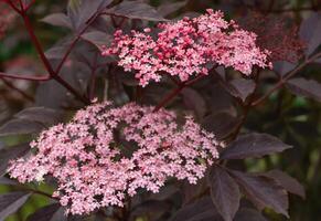 zwart ouderling, sambucus nigra foto