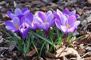 krokus, bloemen van de voorjaar foto