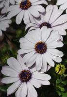 kaap madeliefje, osteospermum foto