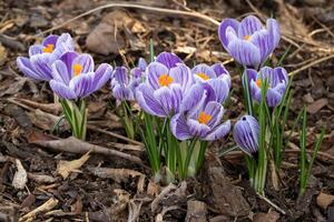 krokus, bloemen van de voorjaar foto