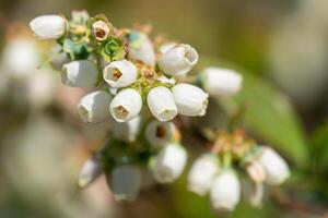 bosbes, vaccinium myrtillus foto