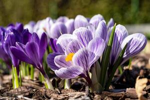 krokus, bloemen van de voorjaar foto