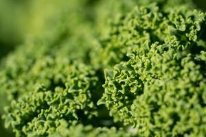 boerenkool, brassica oleracea foto