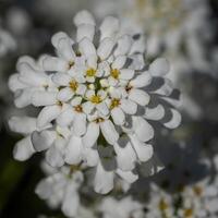 groenblijvend snoeptoefje, iberis sempervirens foto