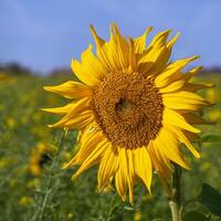 zonnebloem, helianthus annuus foto