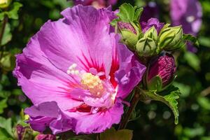 roos althea, hibiscus syriacus foto