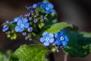 siberische bugloss, brunnera macrophylla foto