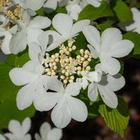 Japans sneeuwbal, viburnum plicatum foto